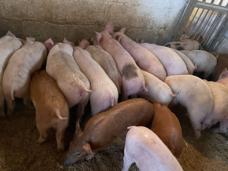 Продам поросят