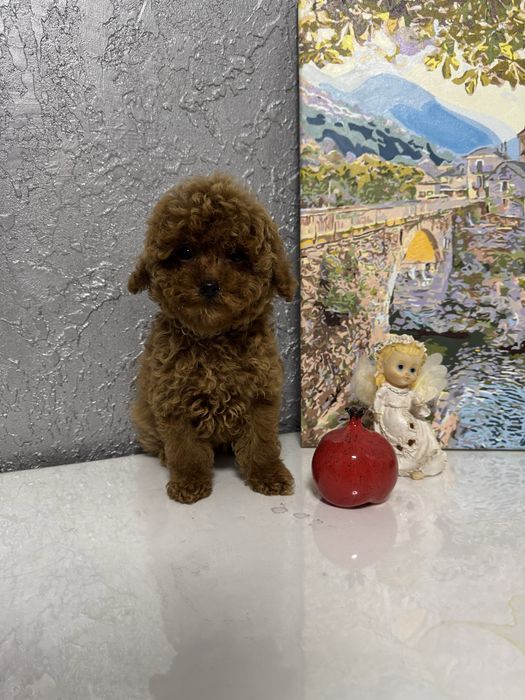 Єдиний хлопчик той пудель 3,5 місяці | FCI |Toy poodle ready to move