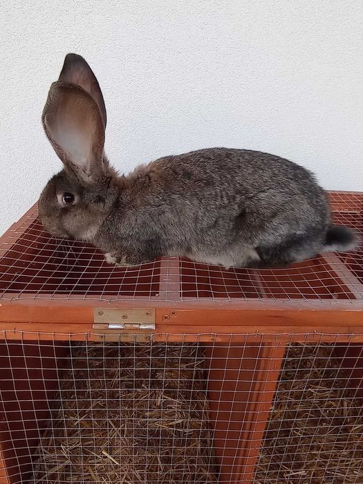 Belgijski olbrzym młodzież