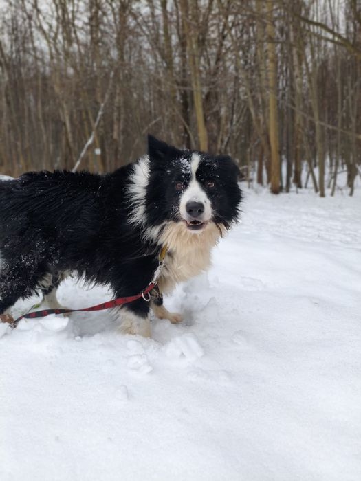 Niezwykły Border Collie - mądry, radosny i piękny puchaty Collie