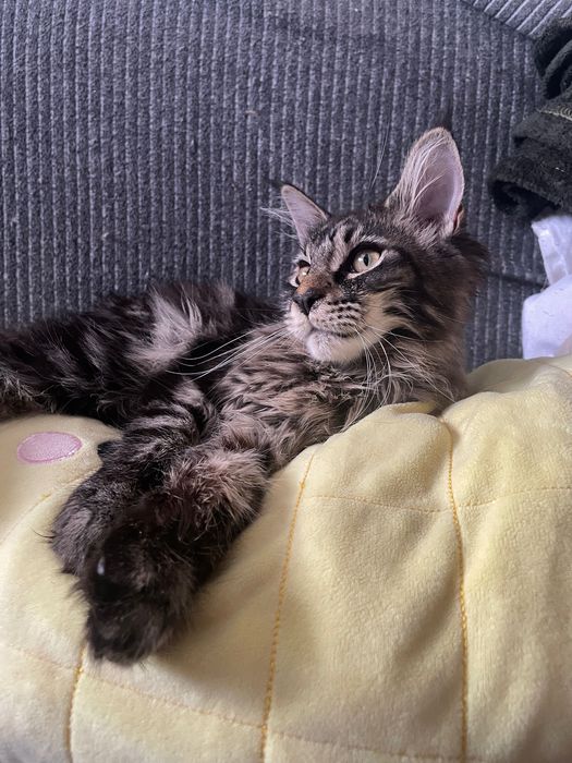 Maine coon koty adopcja