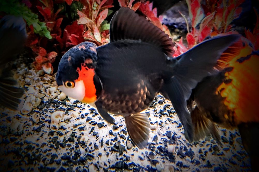 Goldfish ,,apache oranda,,  lwia glówka welonki welon welonka