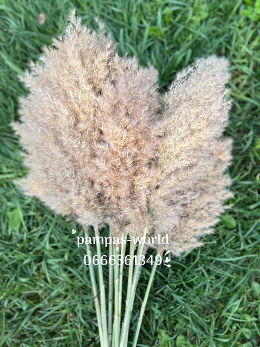 Сухостій, камиш , декор, очерет, пампасна трава