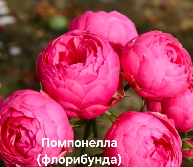 Троянди та клематиси