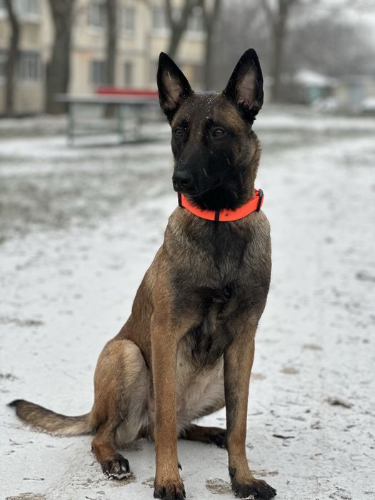 Бесплатно малинуа