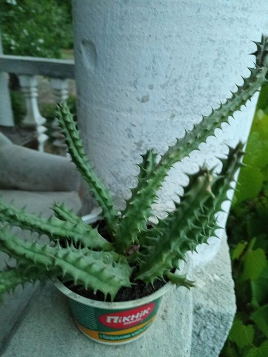 Гуернія кенійська  Huernia keniensis