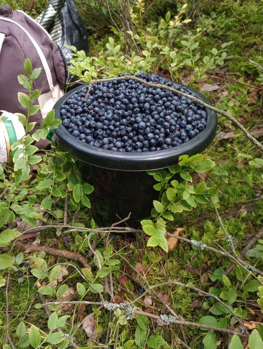 Jagody leśne sprzedam