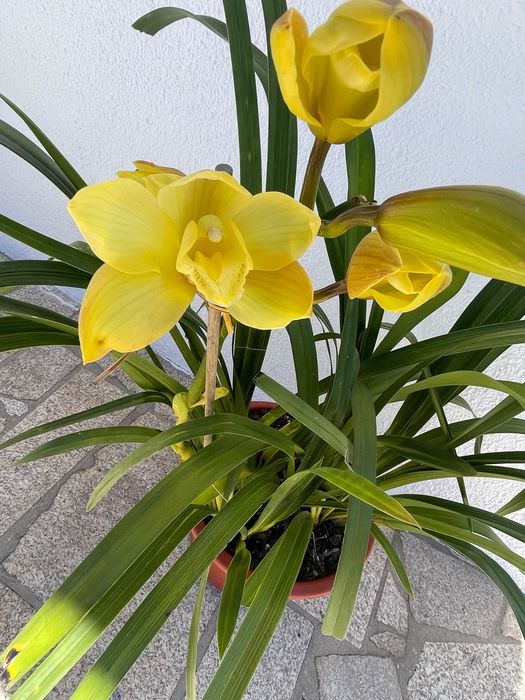Orquídea  para venda