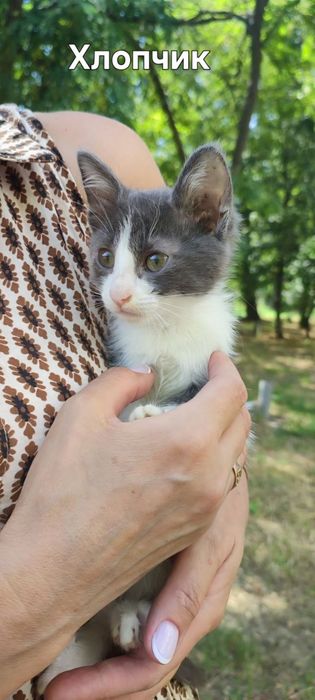 Шукаємо дім для трьох маленьких хвостиків