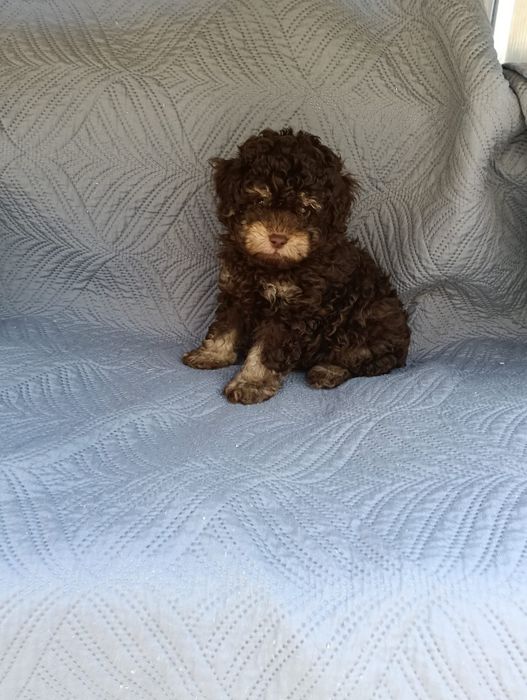Poodle/Caniche toy macho