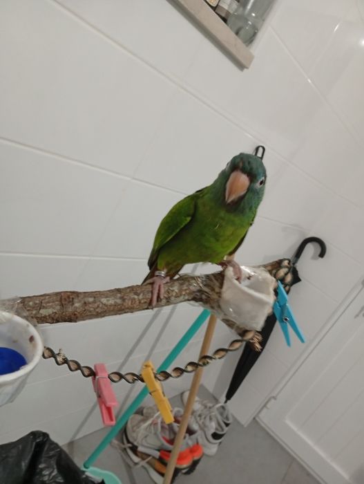 Conure de cabeça azul