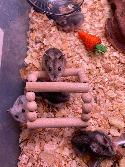 Джунгарський хом'як, джунгарики, ручні хомяки