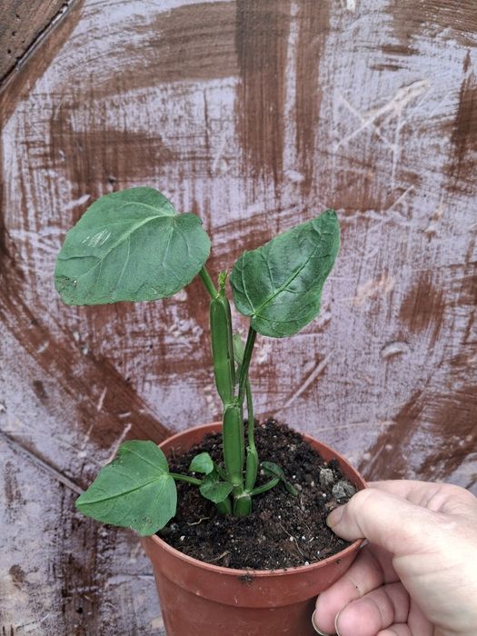 Комнатные адаптированные цветули