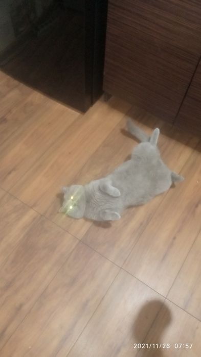 Вязка британского кота