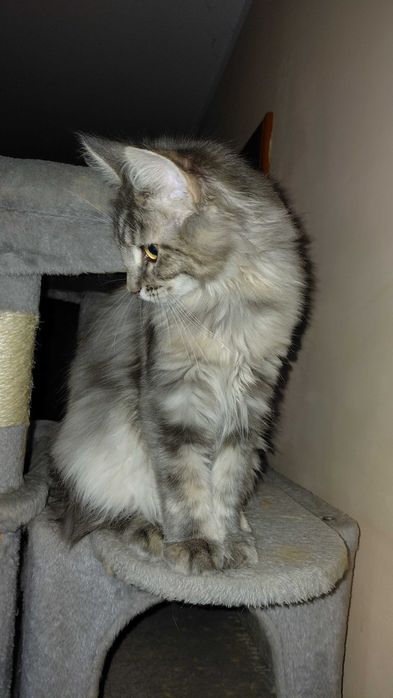 Kotka maine coon z rodowodem