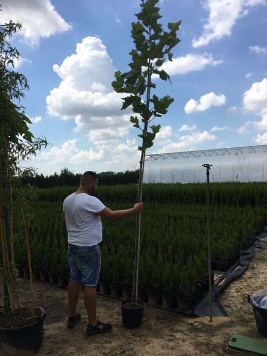 Platan orientalis / acerifolia / drzewa alwejowe