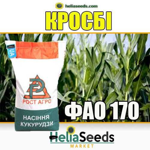 Насіння кукурудзи гібриди української селекції
