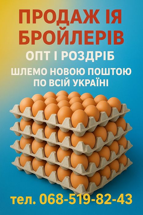 Інкубаційне яйце бройлерів