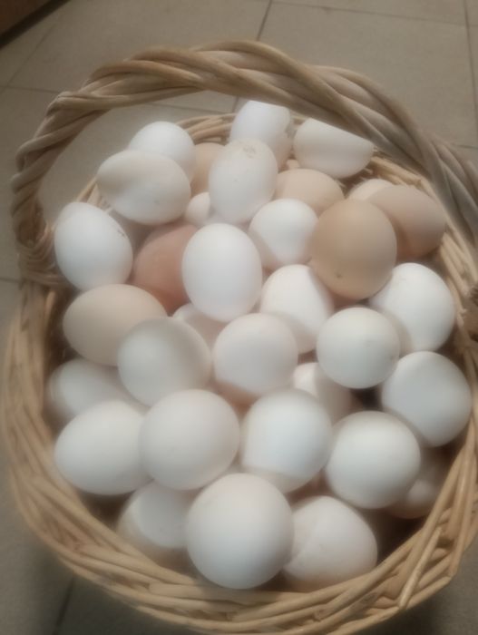 Jajka swojskie z wolnego wybiegu