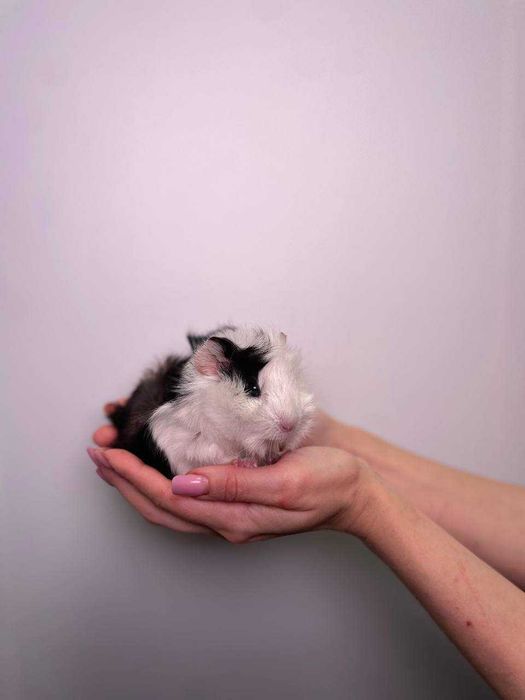 Мурчак, морська свинка до новорічних свят, ідеальні для діток у родину