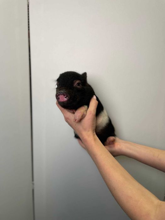 Маленький міні піг для дому, карликові носики мікро