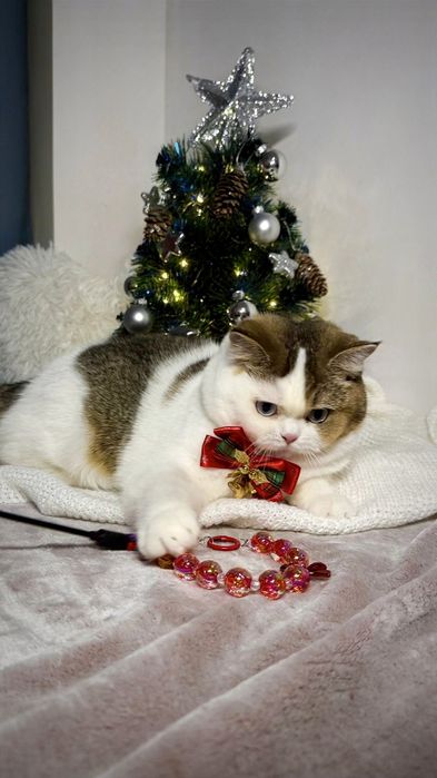 Brytyjska  niebieskooka  fy 03 61 DBE