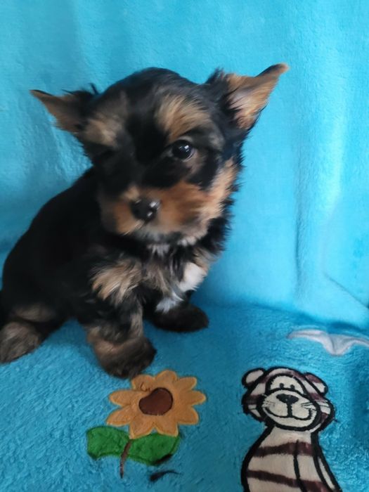 Yorkshire Terrier