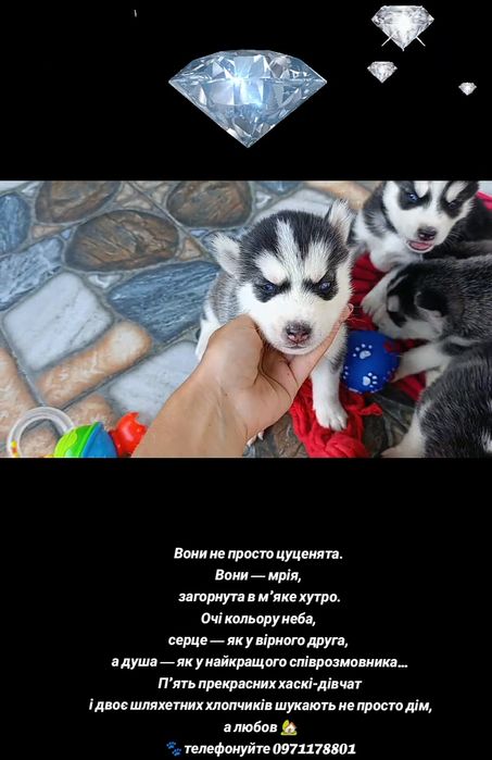 Сибірські хаскі шукають дім!