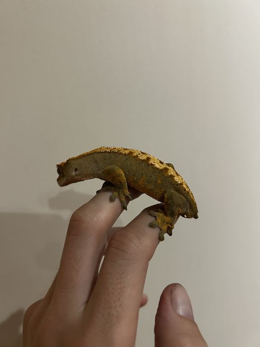 Gekon orzęsiony samica