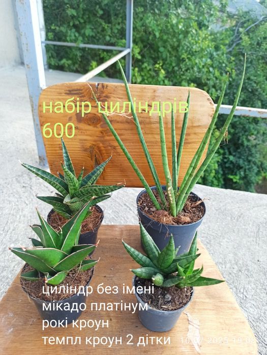 Сансевієрії циліндр, 12 сортів, інші