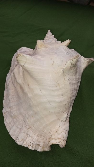 Ракушка большая,ракушка