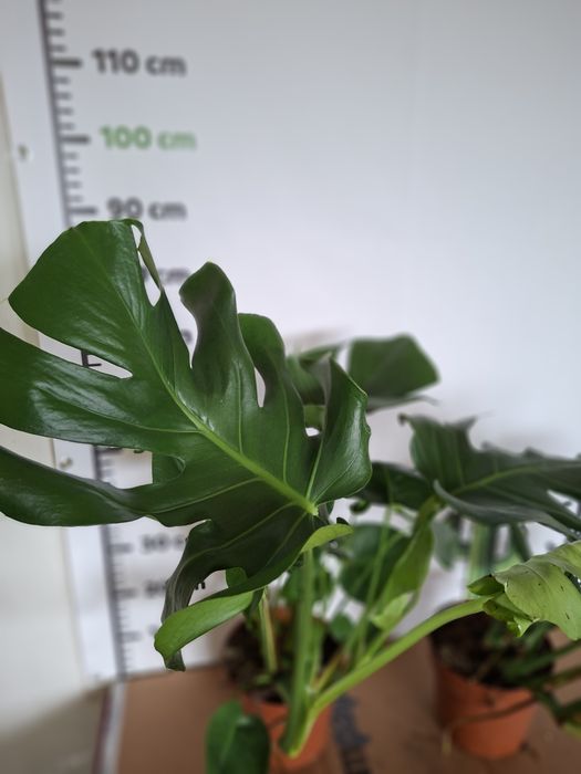 Monstera deliciosa DUŻA, WYSYŁKA