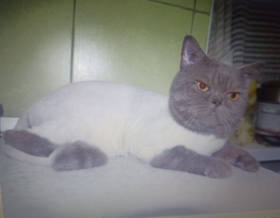 Стрижка собак, кошек ,обрезание ногтей, купание