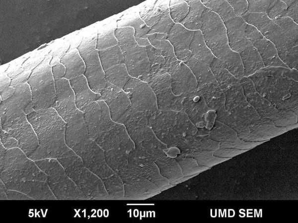 system naprawczy do włosów Bevisible