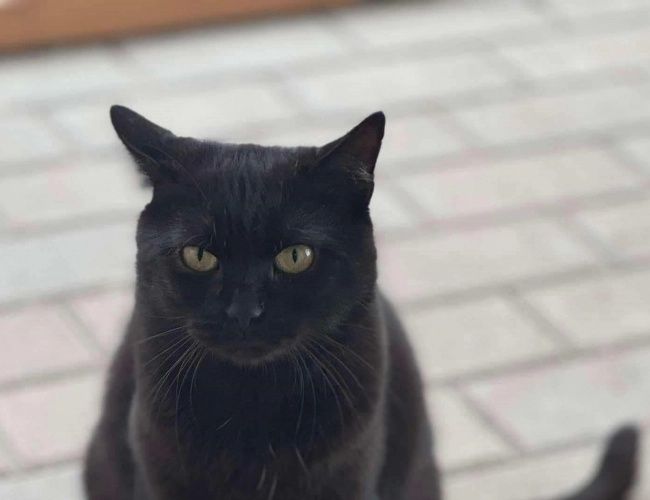 Cząber czeka na domek!