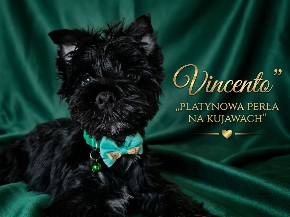 Yorkshire terrier czarny