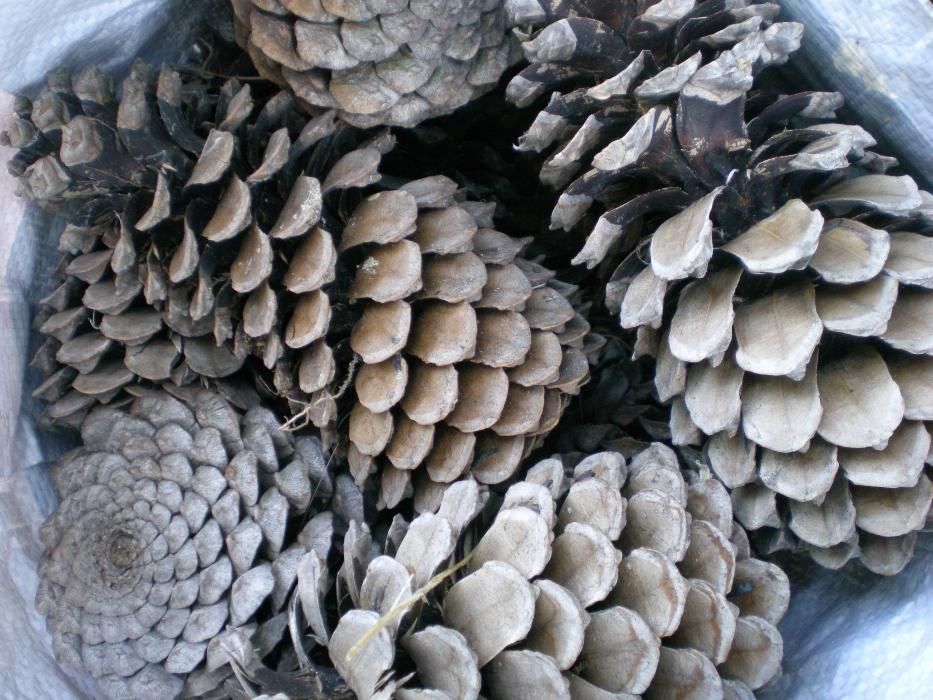 Pinhas pinheiro bravo fogo lareira fogareiro salamandra recuperador