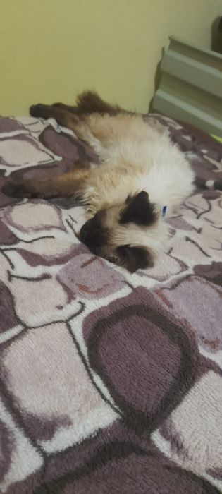 Кошенята, кошеня