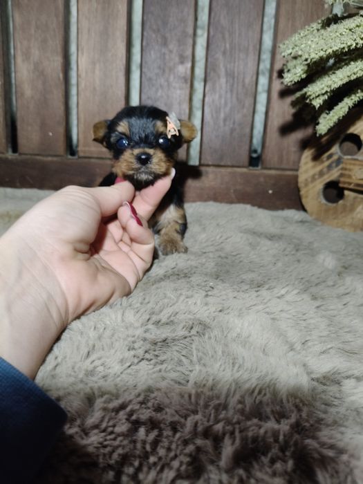 Yorkshire Terrier Fêmea