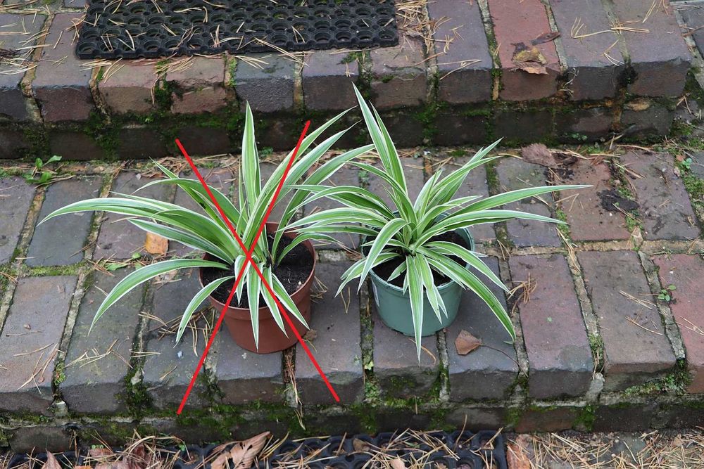 Zielistka 'ATLANTIC' (jedna sztuka)