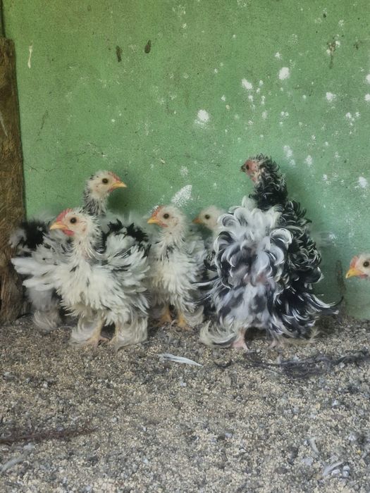Pekin frisado jovens