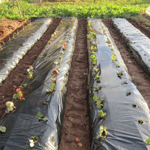 Manga de plástico preta, NOVA!