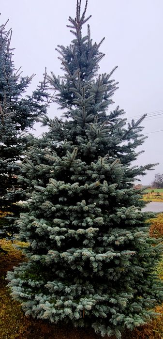 Choinka świerk srebrny