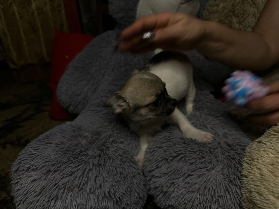 Продаж цуценят чихуа