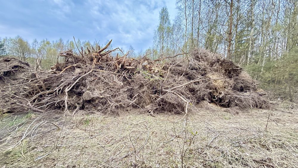 Korzenie grube, opałowe plus ziemia.
