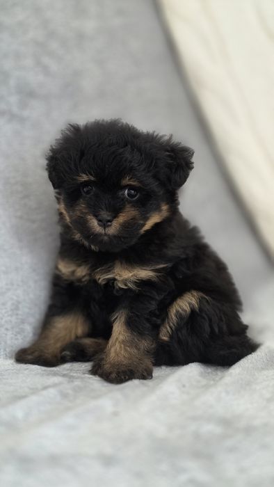 Pomapoo  malutką suczką