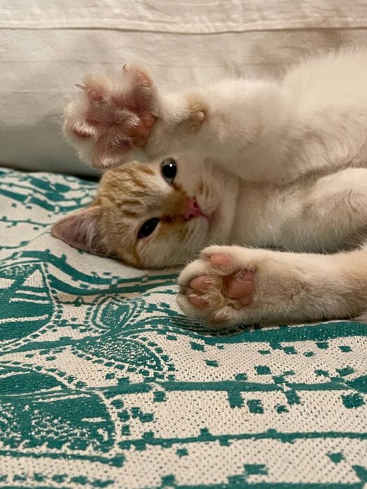 Котенок девочка персикрвая белая голубые глаза