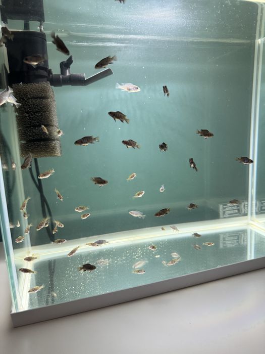 Sprzedam pyszczaki afra elongatus acei całość