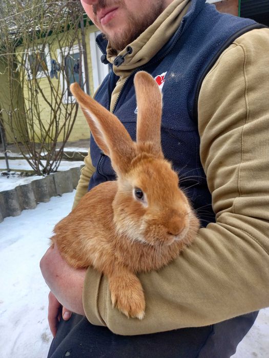 Продам, кроликів породи Боргундія: