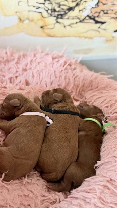 Piesek cavapoo f1b